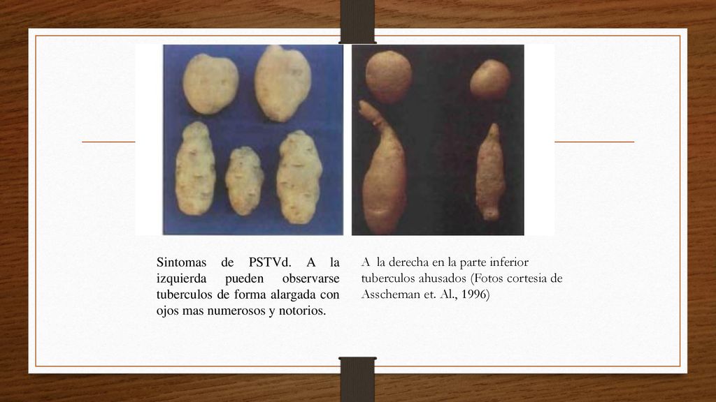 Sintomas de PSTVd. A la izquierda pueden observarse tuberculos de forma alargada con ojos mas numerosos y notorios.