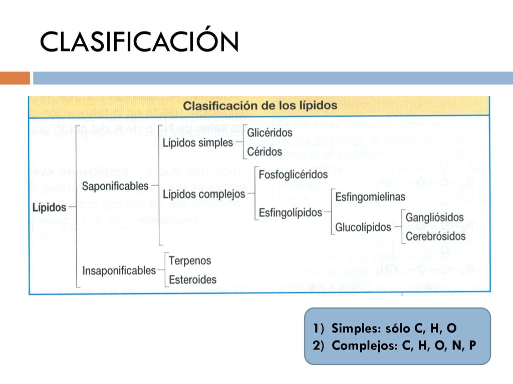 CLASIFICACIÓN Simples: sólo C, H, O Complejos: C, H, O, N, P