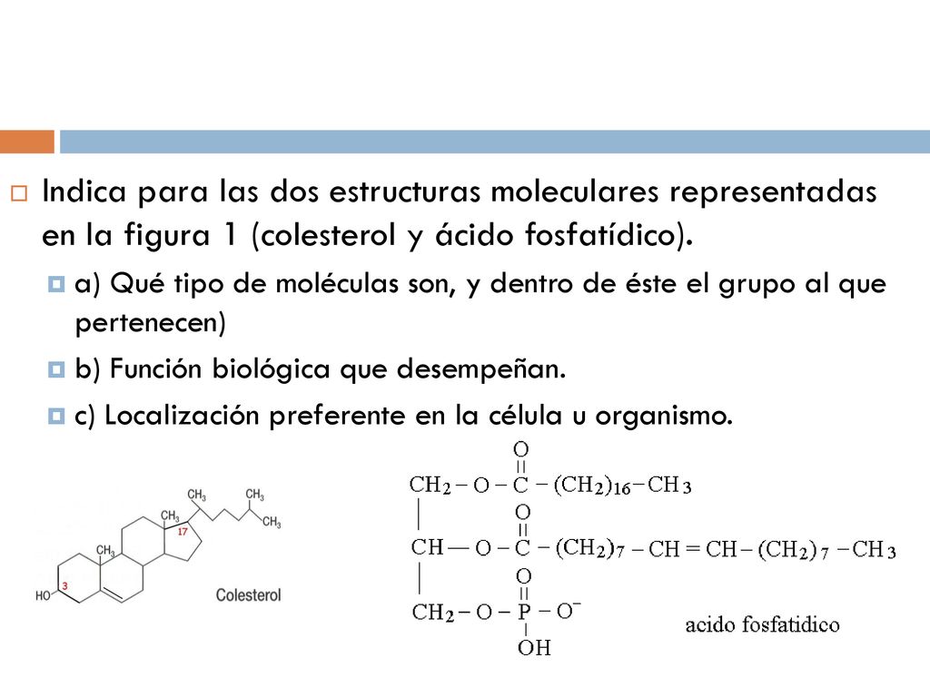 Indica para las dos estructuras moleculares representadas en la figura 1 (colesterol y ácido fosfatídico).
