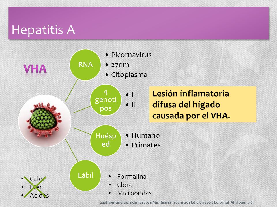 Hepatitis A RNA. Picornavirus. 27nm. Citoplasma. 4 genotipos. I. II. Huésped. Humano. Primates.