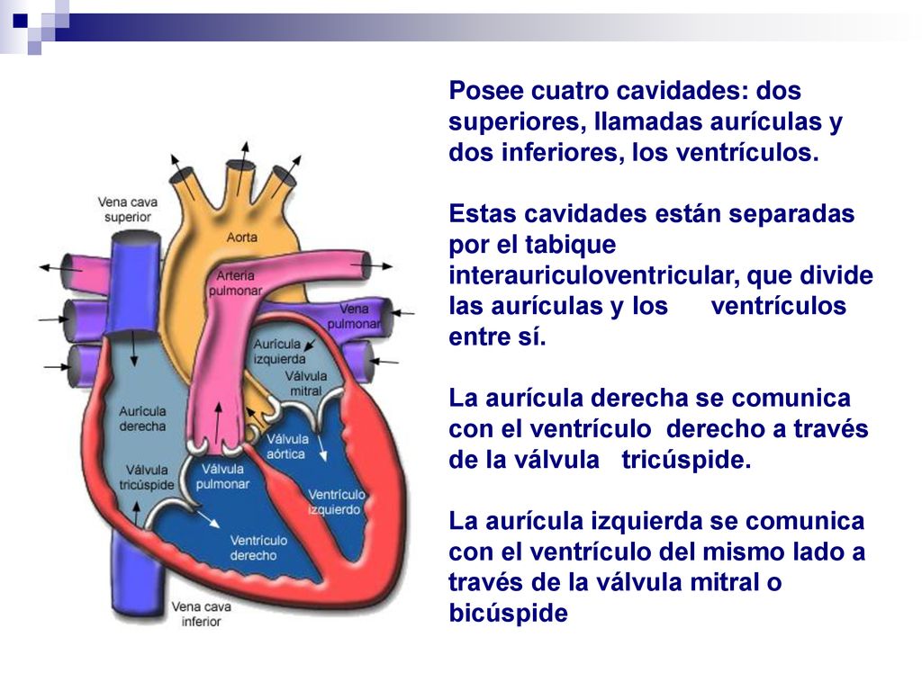 Posee cuatro cavidades: dos superiores, llamadas aurículas y dos inferiores, los ventrículos.