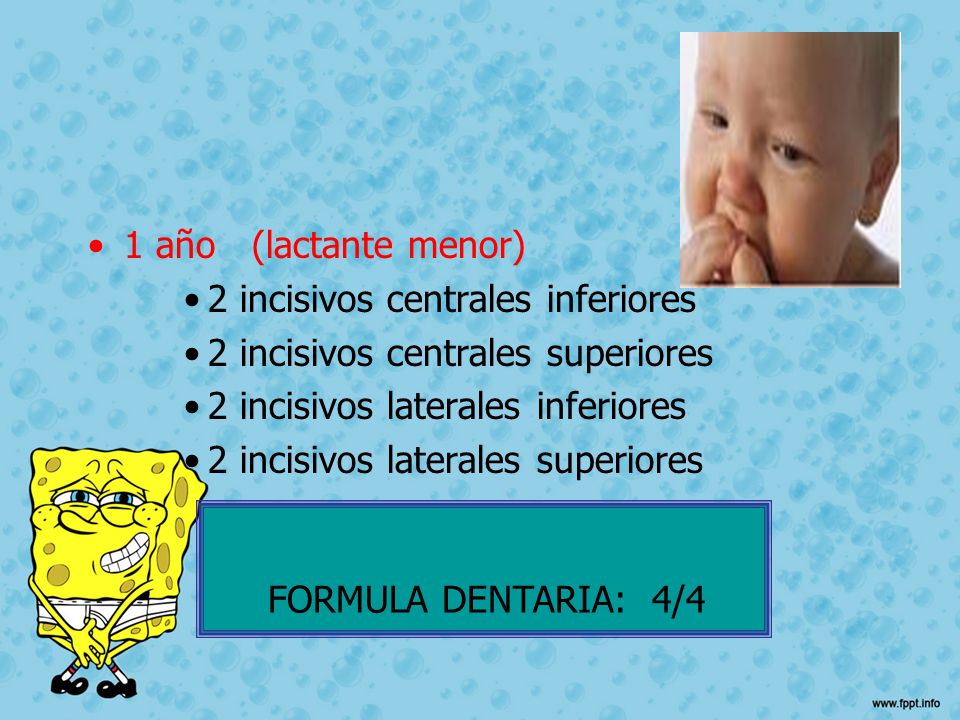 1 año (lactante menor) 2 incisivos centrales inferiores. 2 incisivos centrales superiores. 2 incisivos laterales inferiores.