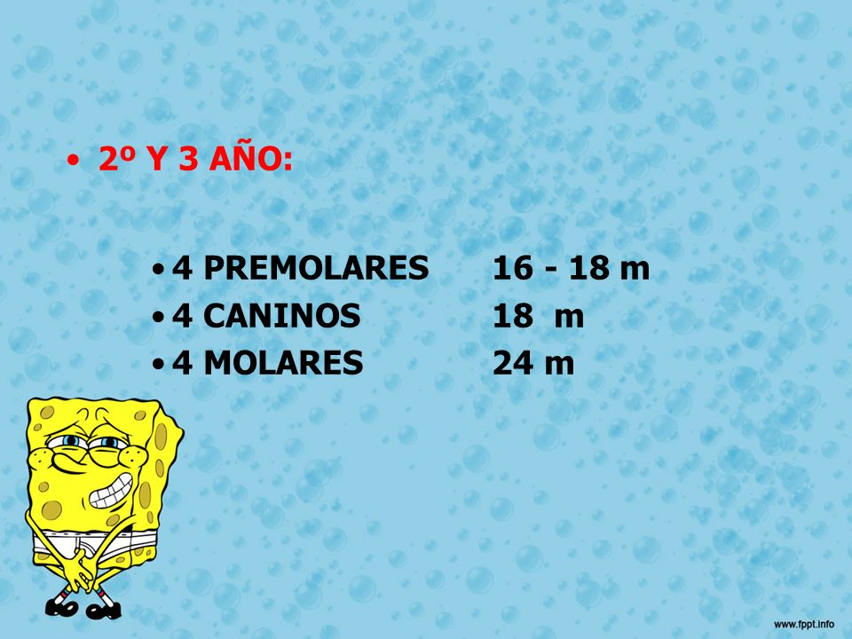 2º Y 3 AÑO: 4 PREMOLARES m 4 CANINOS 18 m 4 MOLARES 24 m