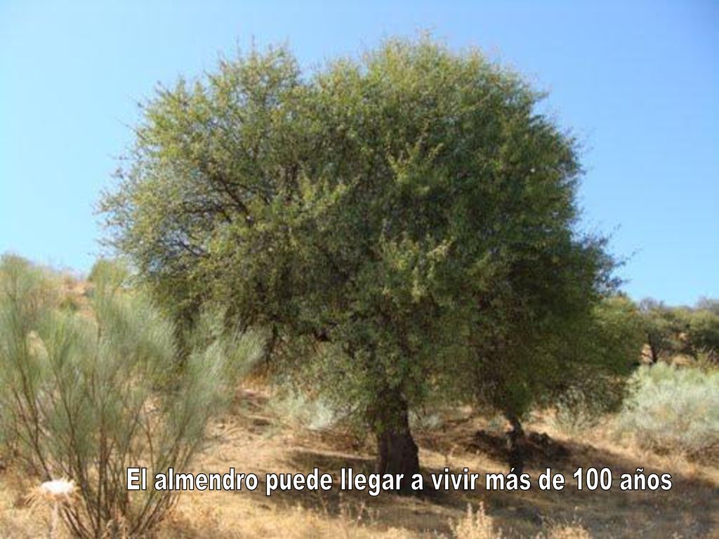 El almendro puede llegar a vivir más de 100 años