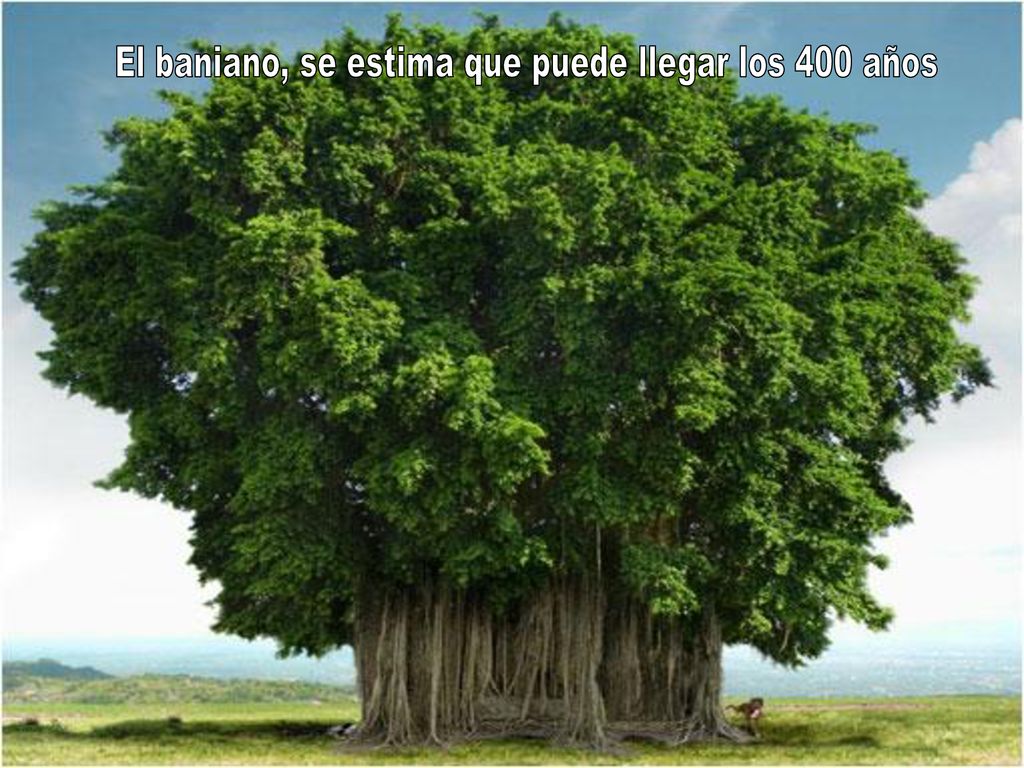 El baniano, se estima que puede llegar los 400 años