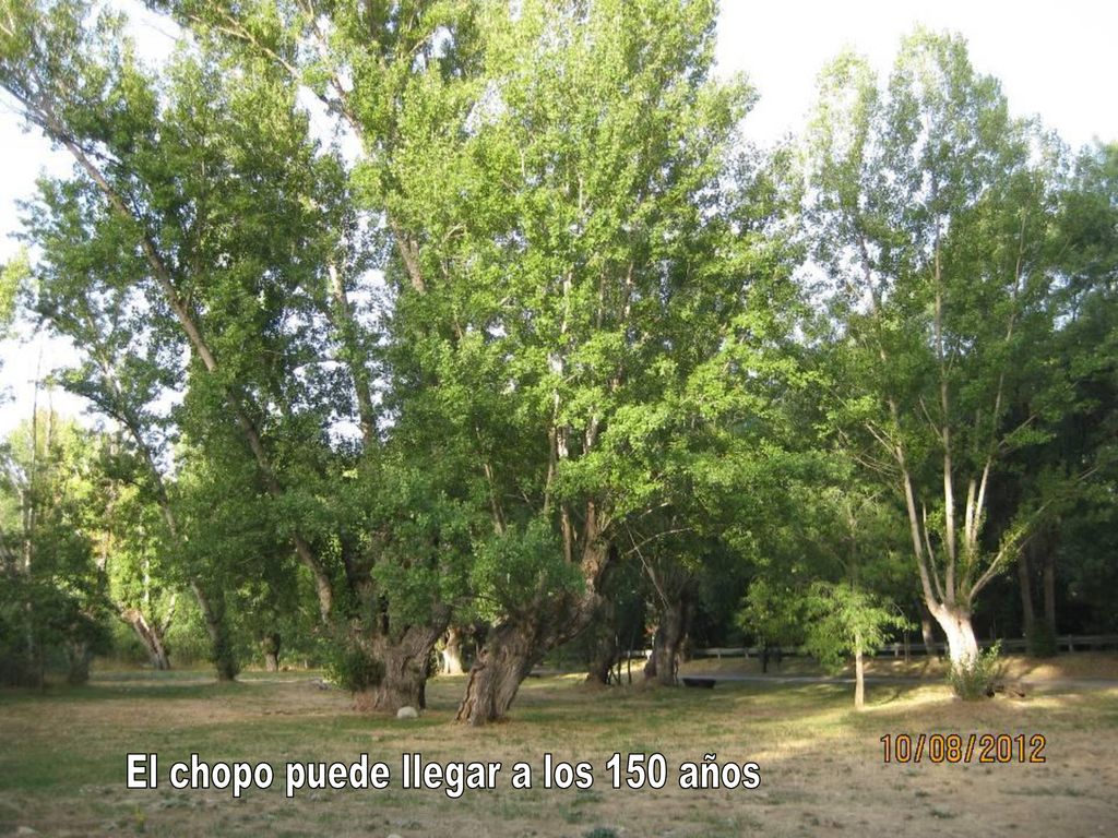 El chopo puede llegar a los 150 años