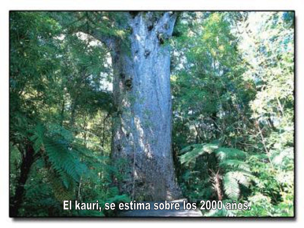 El kauri, se estima sobre los 2000 años.