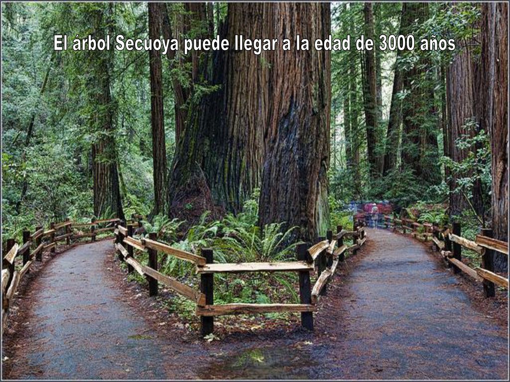 El árbol Secuoya puede llegar a la edad de 3000 años