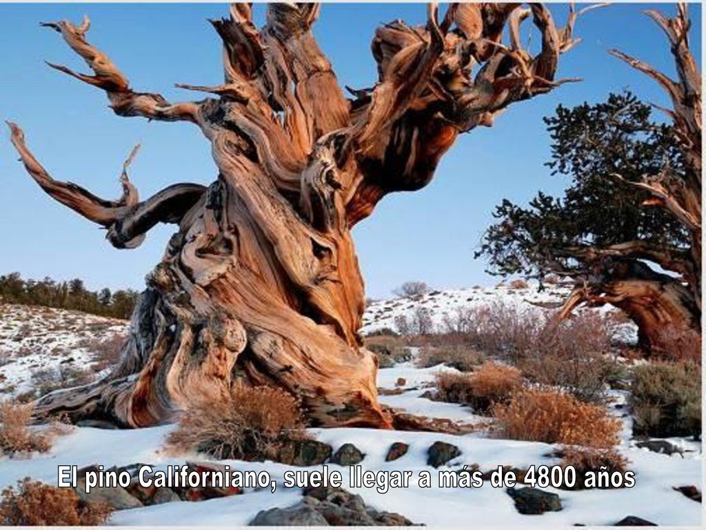 El pino Californiano, suele llegar a más de 4800 años