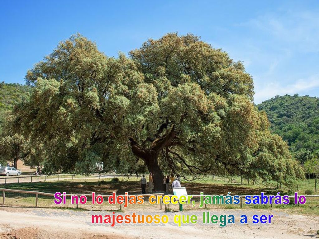 Si no lo dejas crecer, jamás sabrás lo majestuoso que llega a ser