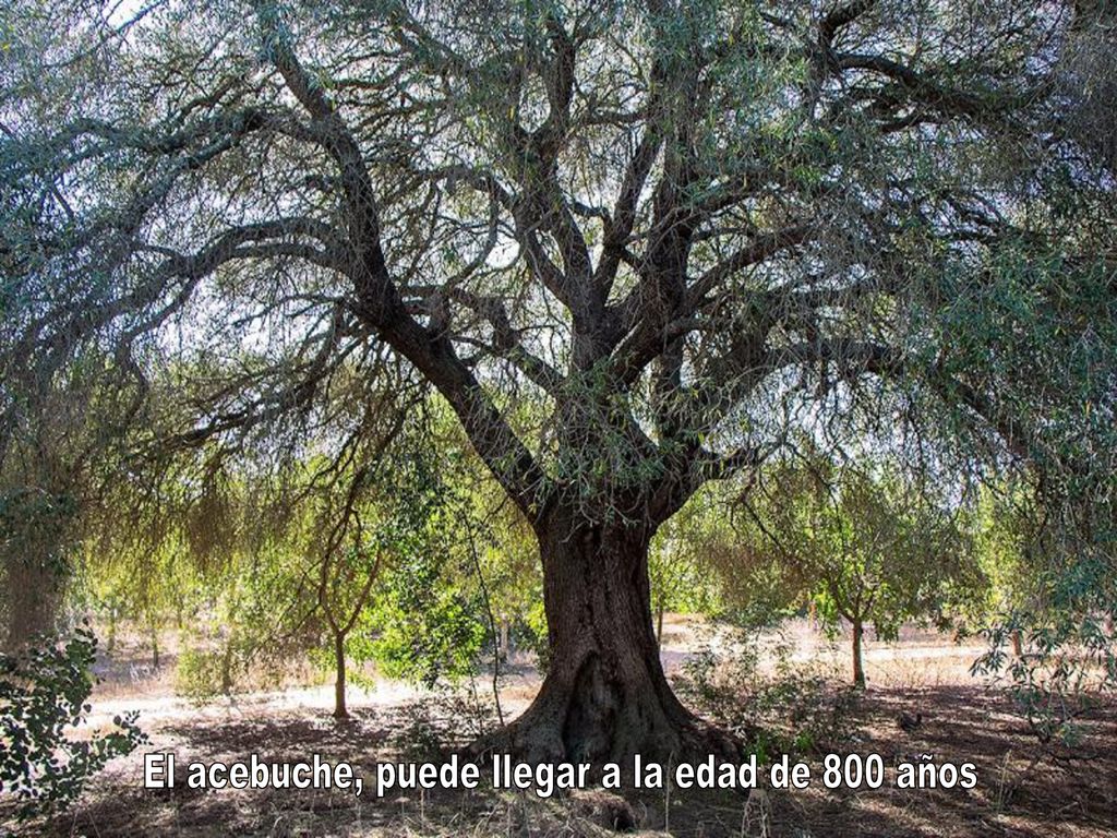 El acebuche, puede llegar a la edad de 800 años