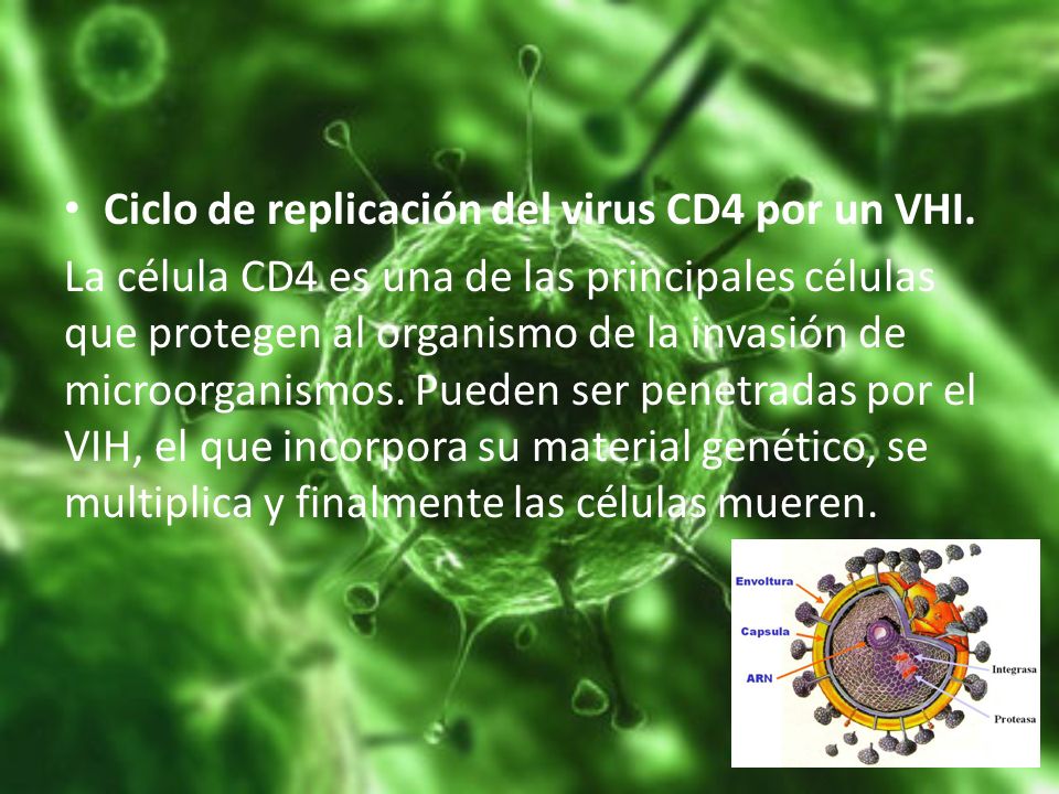 Ciclo de replicación del virus CD4 por un VHI.