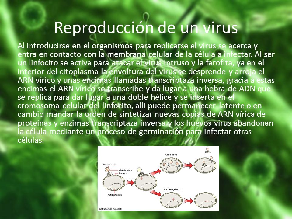 Reproducción de un virus