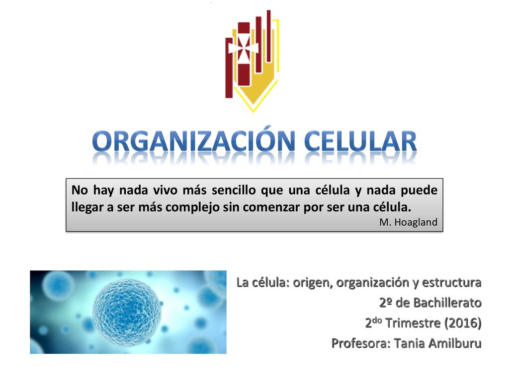 ORGANIZACIÓN CELULAR No hay nada vivo más sencillo que una célula y nada puede llegar a ser más complejo sin comenzar por ser una célula.