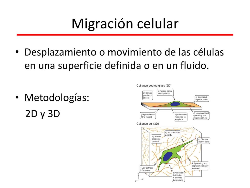 Migración celular Desplazamiento o movimiento de las células en una superficie definida o en un fluido.