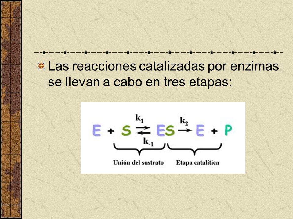 Las reacciones catalizadas por enzimas se llevan a cabo en tres etapas: