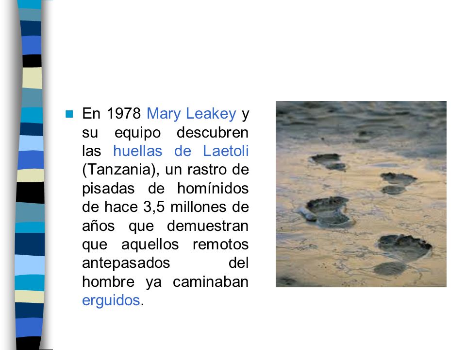 En 1978 Mary Leakey y su equipo descubren las huellas de Laetoli (Tanzania), un rastro de pisadas de homínidos de hace 3,5 millones de años que demuestran que aquellos remotos antepasados del hombre ya caminaban erguidos.