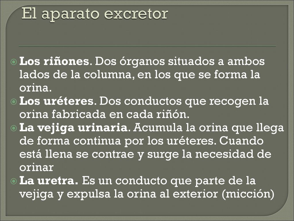 El aparato excretor Los riñones. Dos órganos situados a ambos lados de la columna, en los que se forma la orina.