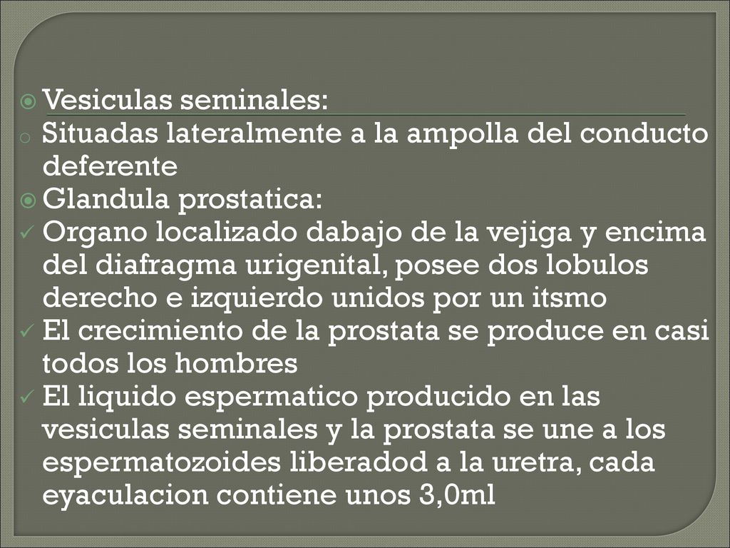 Vesiculas seminales: Situadas lateralmente a la ampolla del conducto deferente. Glandula prostatica: