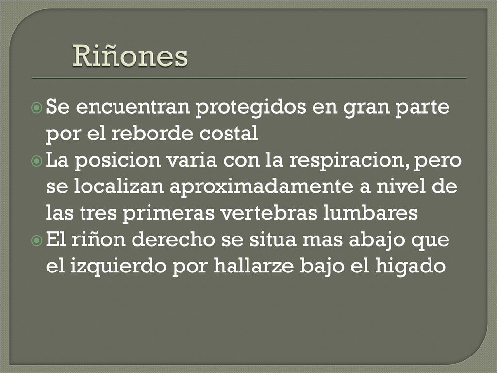 Riñones Se encuentran protegidos en gran parte por el reborde costal
