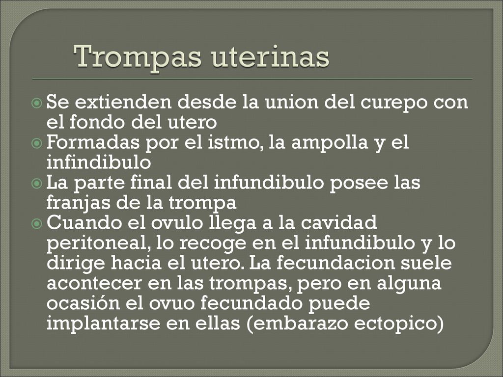 Trompas uterinas Se extienden desde la union del curepo con el fondo del utero. Formadas por el istmo, la ampolla y el infindibulo.