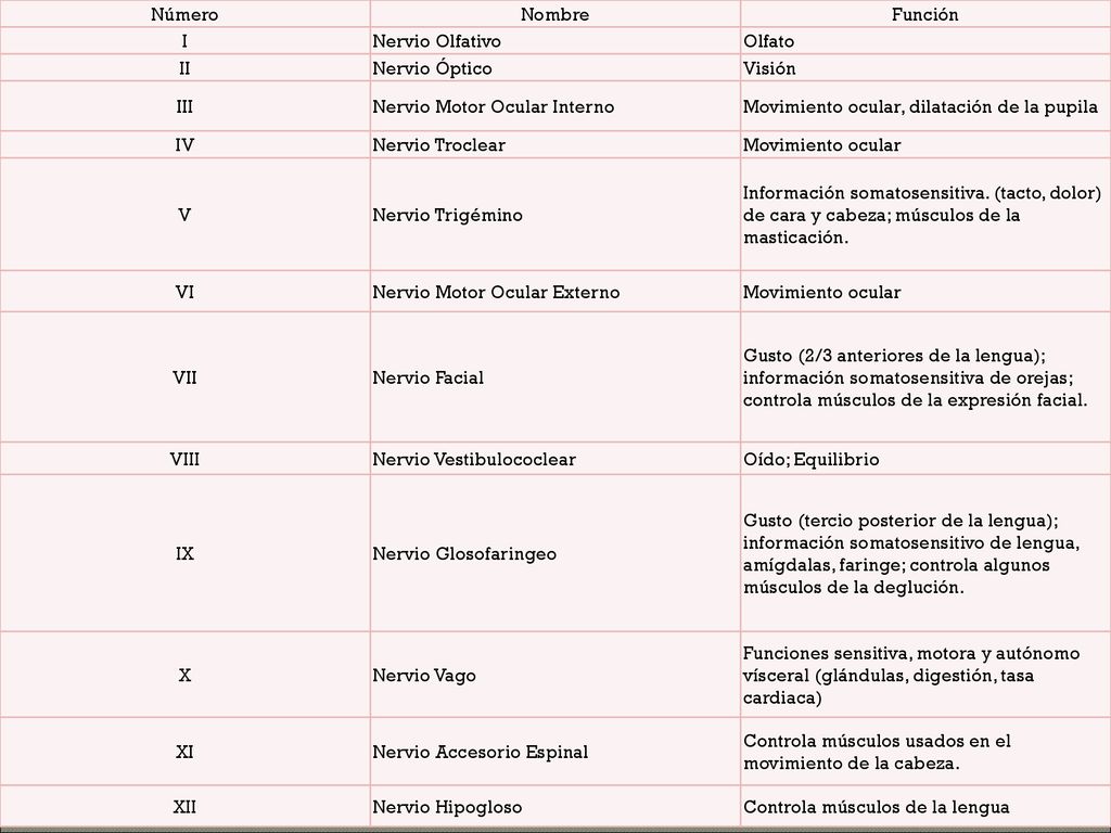Número Nombre. Función. I. Nervio Olfativo. Olfato. II. Nervio Óptico. Visión. III. Nervio Motor Ocular Interno.