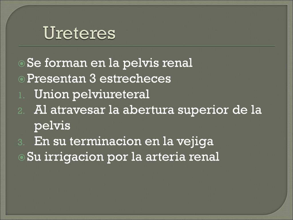 Ureteres Se forman en la pelvis renal Presentan 3 estrecheces
