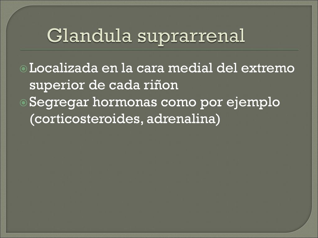 Glandula suprarrenal Localizada en la cara medial del extremo superior de cada riñon.