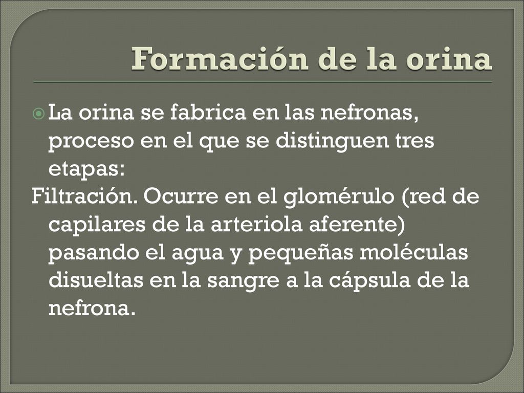 Formación de la orina La orina se fabrica en las nefronas, proceso en el que se distinguen tres etapas: