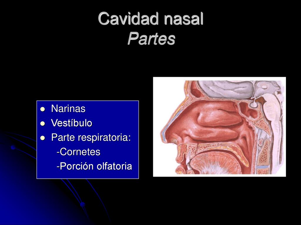 Cavidad nasal Partes Narinas Vestíbulo Parte respiratoria: -Cornetes