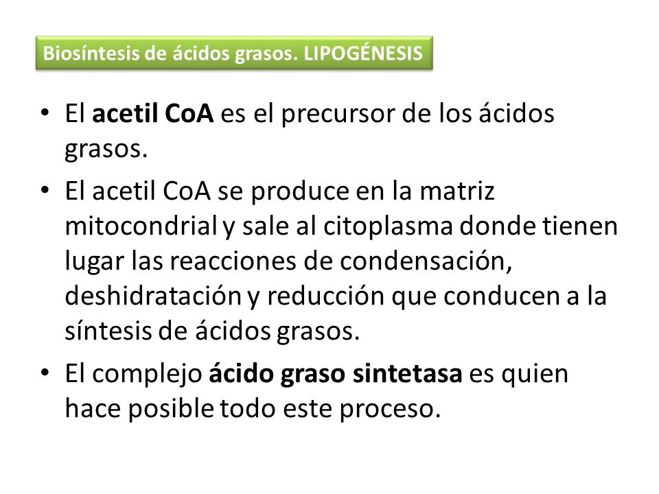 El acetil CoA es el precursor de los ácidos grasos.