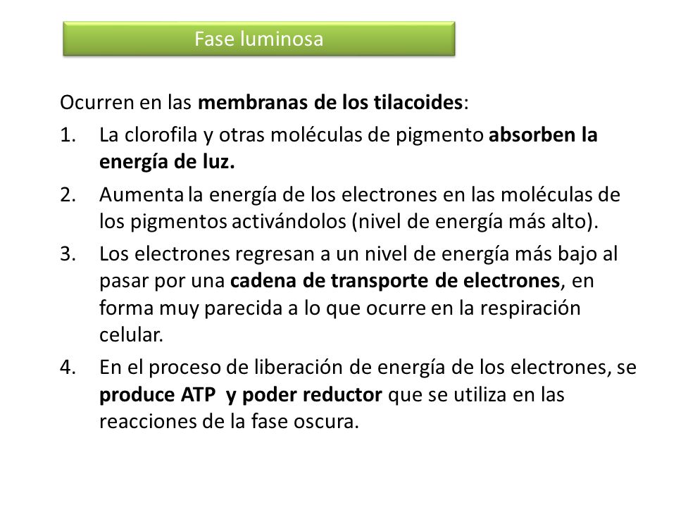 Fase luminosa Ocurren en las membranas de los tilacoides: La clorofila y otras moléculas de pigmento absorben la energía de luz.