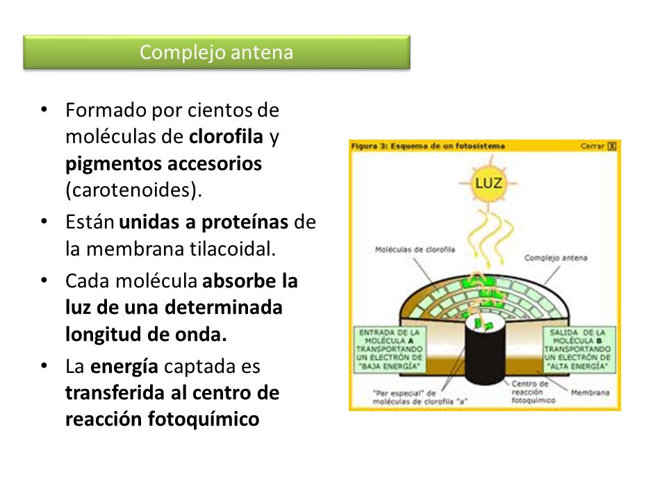 Complejo antena Formado por cientos de moléculas de clorofila y pigmentos accesorios (carotenoides).