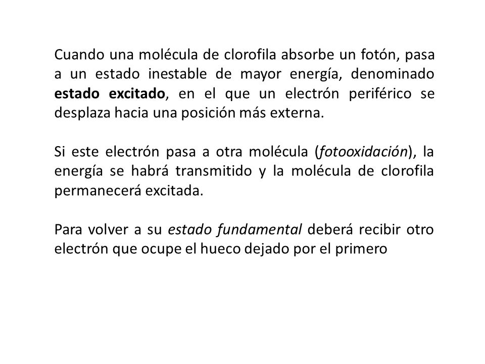 Cuando una molécula de clorofila absorbe un fotón, pasa a un estado inestable de mayor energía, denominado estado excitado, en el que un electrón periférico se desplaza hacia una posición más externa.