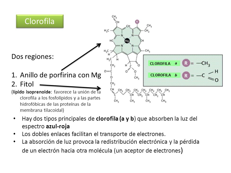 Clorofila Dos regiones: Anillo de porfirina con Mg Fitol