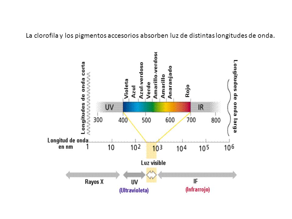 La clorofila y los pigmentos accesorios absorben luz de distintas longitudes de onda.