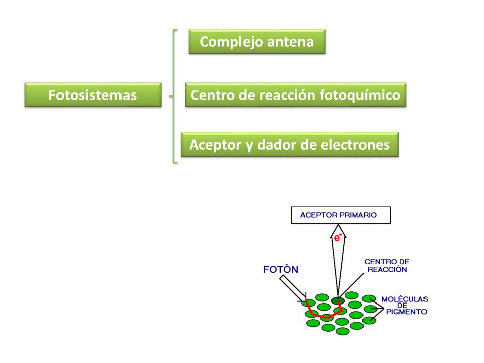Centro de reacción fotoquímico Aceptor y dador de electrones