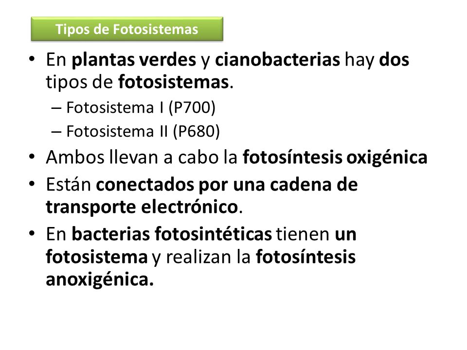 En plantas verdes y cianobacterias hay dos tipos de fotosistemas.