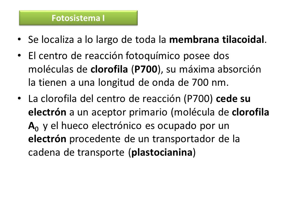 Se localiza a lo largo de toda la membrana tilacoidal.