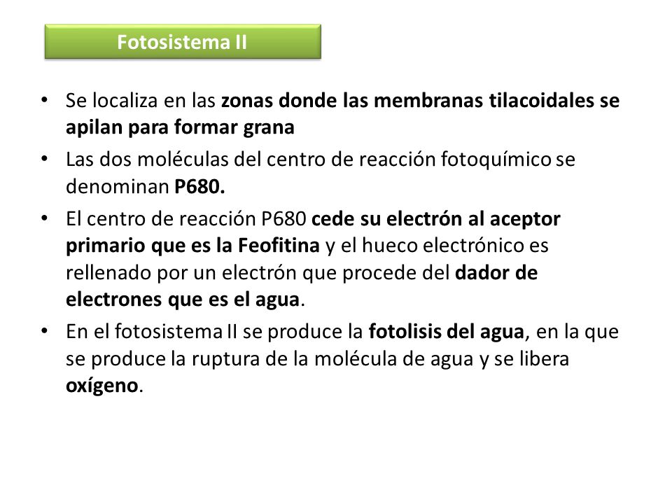 Fotosistema II Se localiza en las zonas donde las membranas tilacoidales se apilan para formar grana.