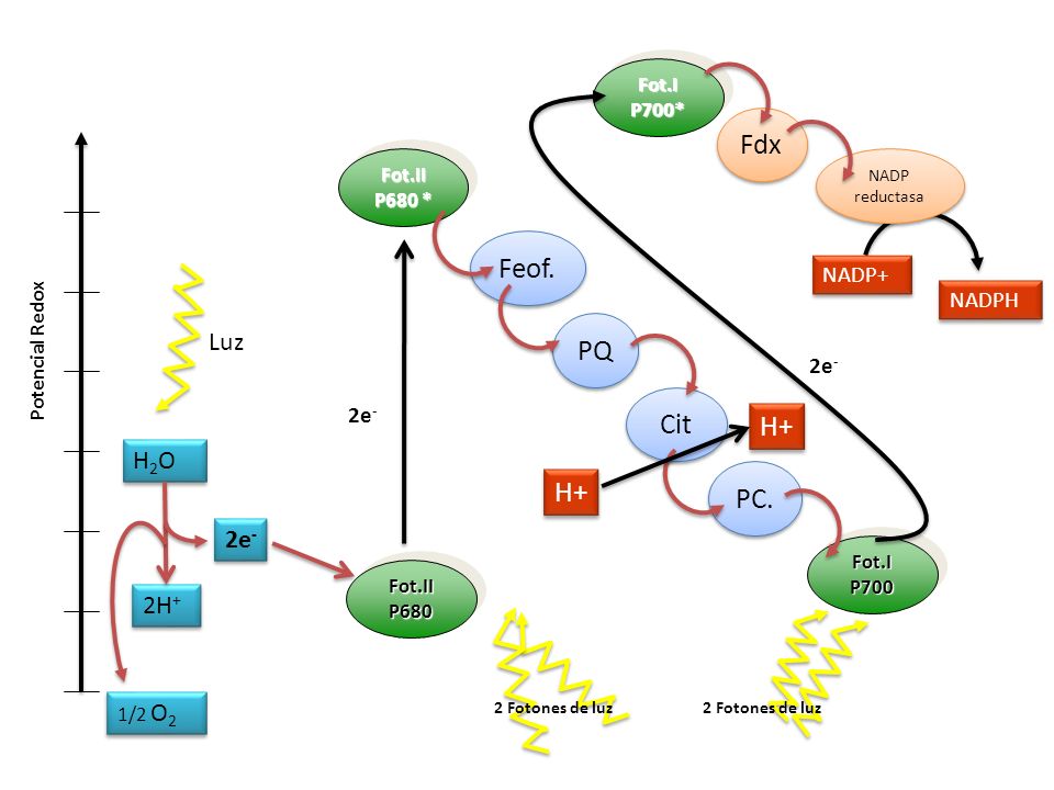 Fdx Feof. PQ Cit H+ H+ PC. Luz H2O 2e- 2H+ NADP+ NADPH 2e- 2e- Fot.I