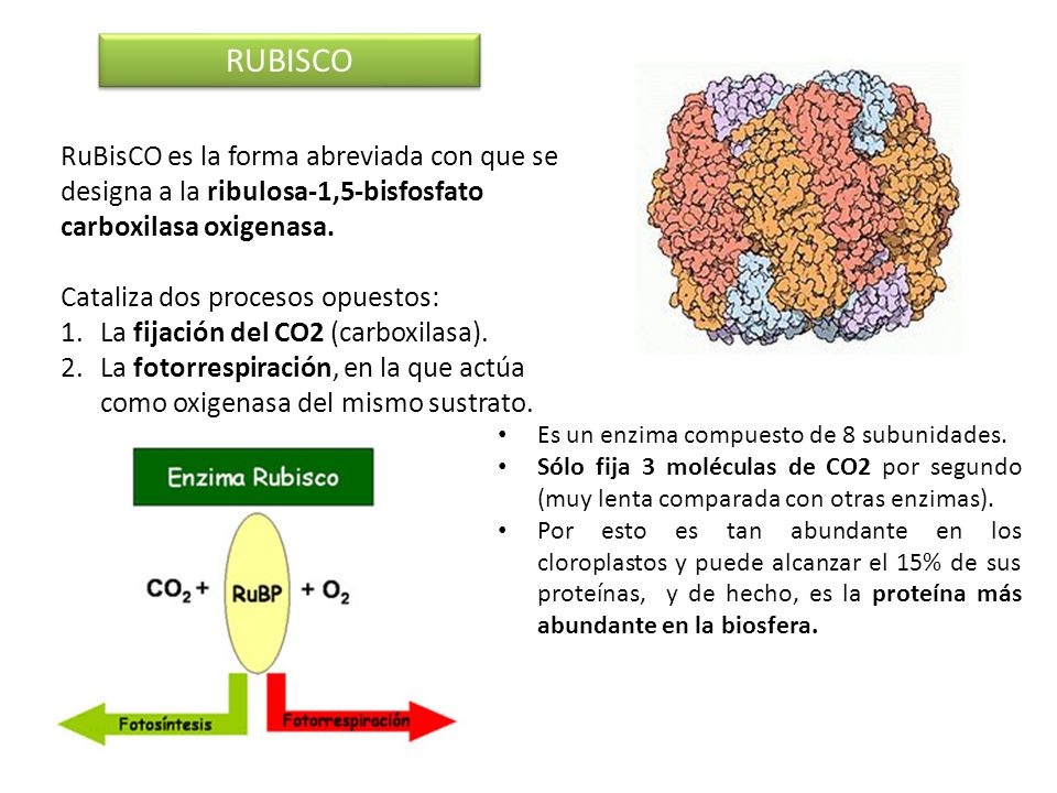 RUBISCO RuBisCO es la forma abreviada con que se designa a la ribulosa-1,5-bisfosfato carboxilasa oxigenasa.