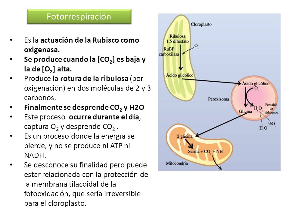 Fotorrespiración Es la actuación de la Rubisco como oxigenasa.