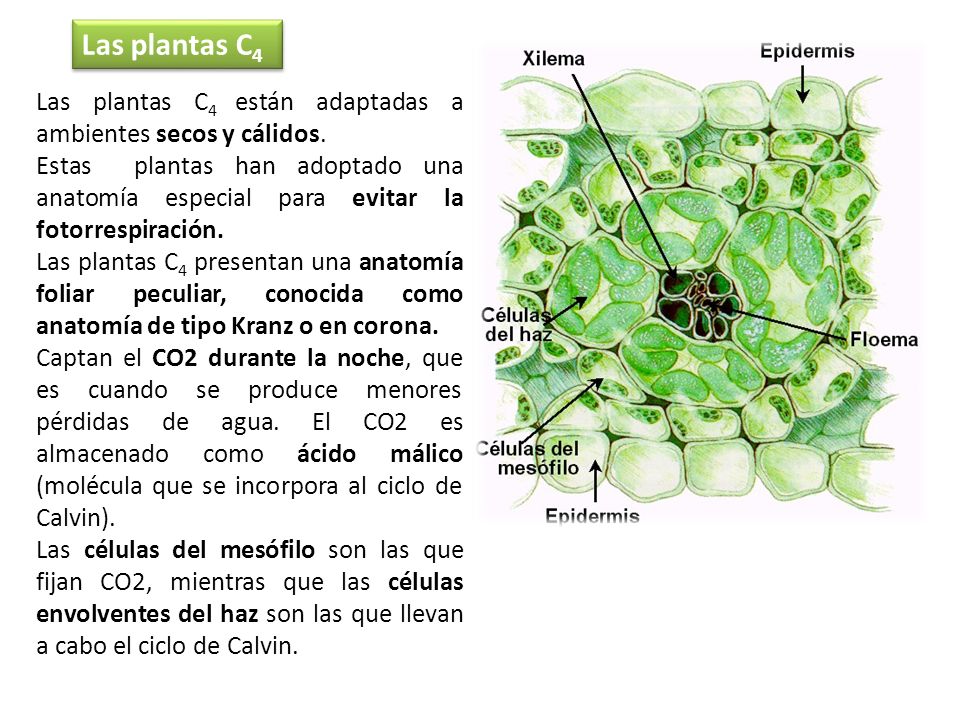 Las plantas C4 Las plantas C4 están adaptadas a ambientes secos y cálidos.