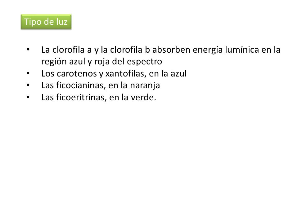 Tipo de luz La clorofila a y la clorofila b absorben energía lumínica en la región azul y roja del espectro.