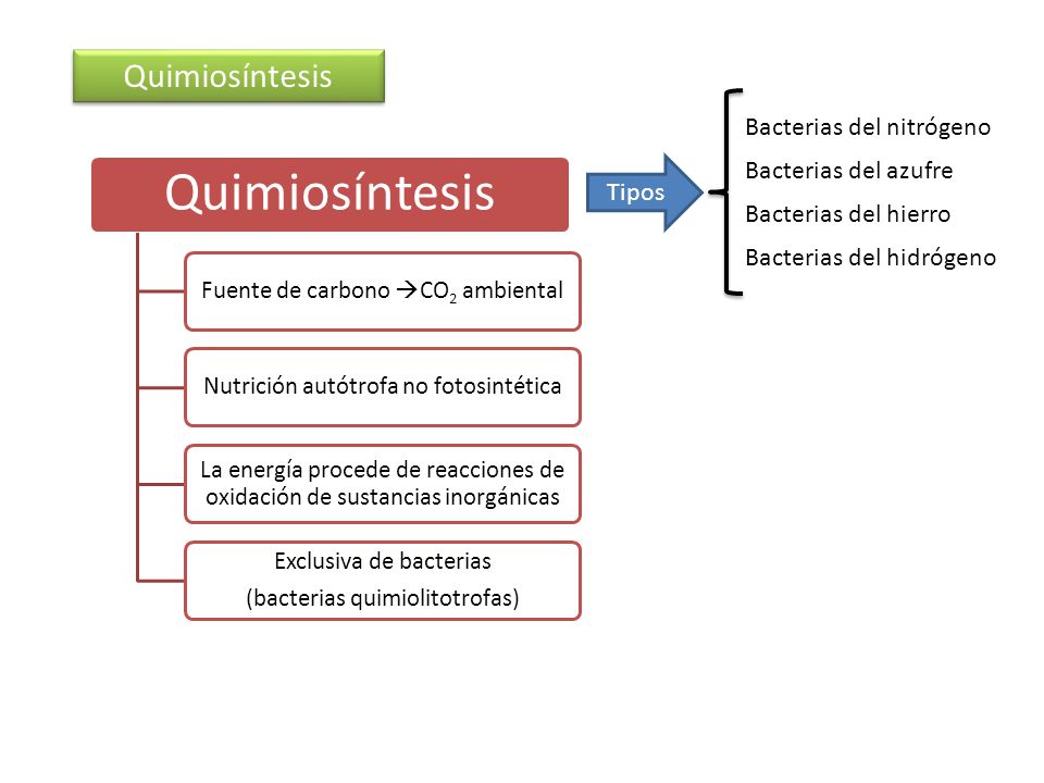 Quimiosíntesis Bacterias del nitrógeno Bacterias del azufre Tipos