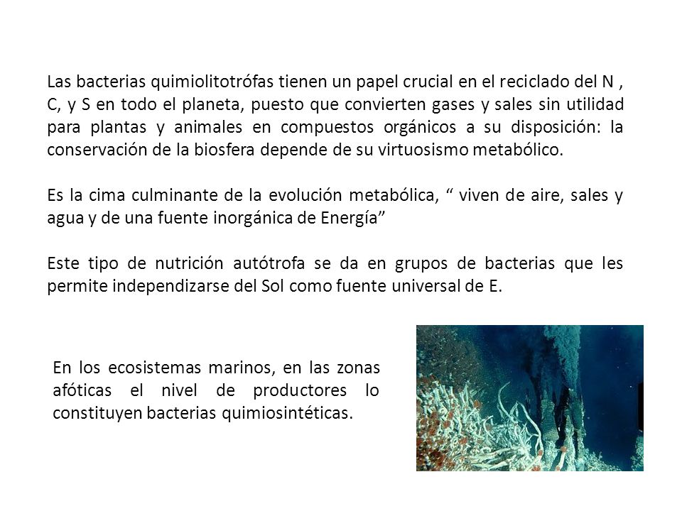 Las bacterias quimiolitotrófas tienen un papel crucial en el reciclado del N , C, y S en todo el planeta, puesto que convierten gases y sales sin utilidad para plantas y animales en compuestos orgánicos a su disposición: la conservación de la biosfera depende de su virtuosismo metabólico.