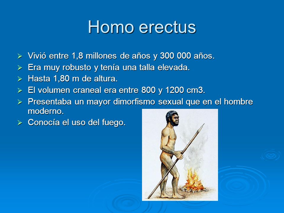 Homo erectus Vivió entre 1,8 millones de años y años.