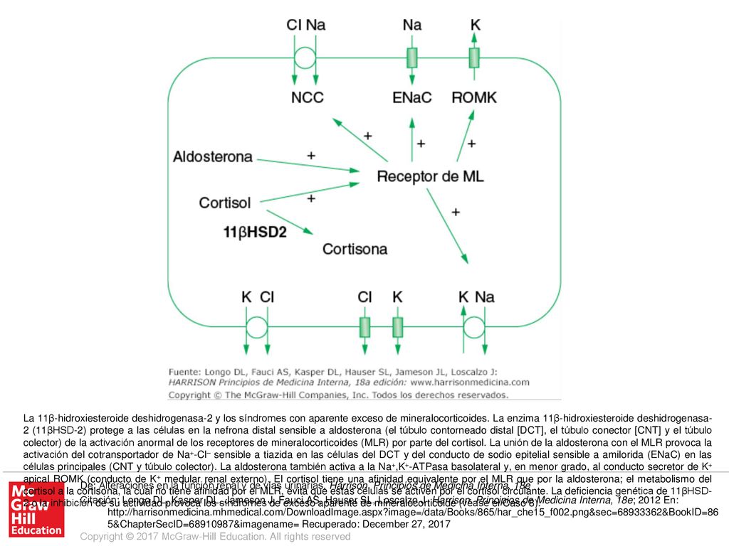 La 11β-hidroxiesteroide deshidrogenasa-2 y los síndromes con aparente exceso de mineralocorticoides. La enzima 11β-hidroxiesteroide deshidrogenasa-2 (11βHSD-2) protege a las células en la nefrona distal sensible a aldosterona (el túbulo contorneado distal [DCT], el túbulo conector [CNT] y el túbulo colector) de la activación anormal de los receptores de mineralocorticoides (MLR) por parte del cortisol. La unión de la aldosterona con el MLR provoca la activación del cotransportador de Na+-Cl– sensible a tiazida en las células del DCT y del conducto de sodio epitelial sensible a amilorida (ENaC) en las células principales (CNT y túbulo colector). La aldosterona también activa a la Na+,K+-ATPasa basolateral y, en menor grado, al conducto secretor de K+ apical ROMK (conducto de K+ medular renal externo). El cortisol tiene una afinidad equivalente por el MLR que por la aldosterona; el metabolismo del cortisol a la cortisona, la cual no tiene afinidad por el MLR, evita que estas células se activen por el cortisol circulante. La deficiencia genética de 11βHSD-2 o la inhibición de su actividad provoca los síndromes de exceso aparente de mineralocorticoide (véase el Caso 8).