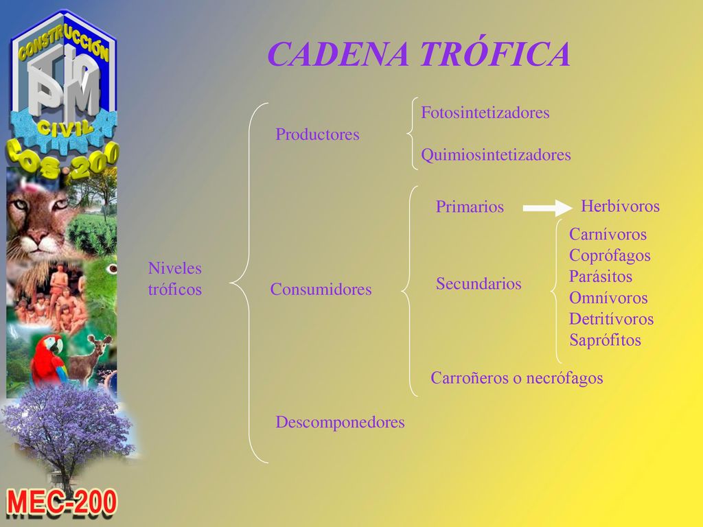 CADENA TRÓFICA Fotosintetizadores Productores Quimiosintetizadores